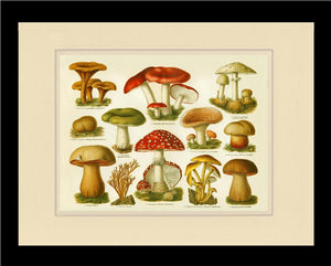 Poisonous Mushrooms
