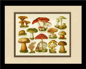 Poisonous Mushrooms