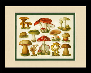 Poisonous Mushrooms