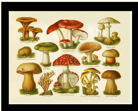 Poisonous Mushrooms | Vintage Mushroom Art Print