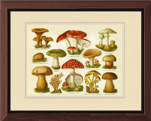 Poisonous Mushrooms