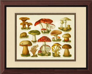 Poisonous Mushrooms