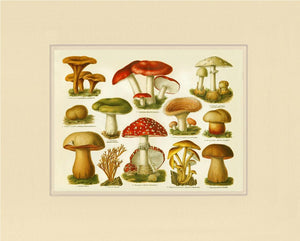 Poisonous Mushrooms