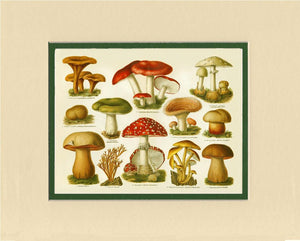 Poisonous Mushrooms