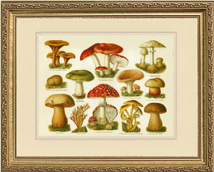 Poisonous Mushrooms