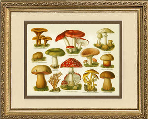 Poisonous Mushrooms