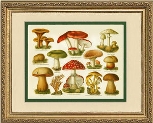 Poisonous Mushrooms
