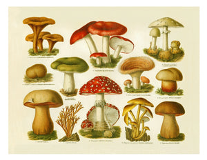Poisonous Mushrooms