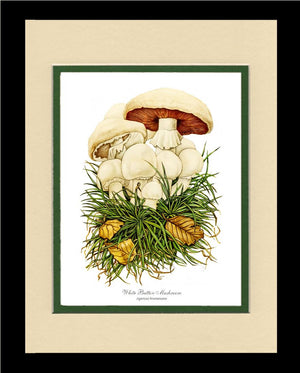 White Button Mushroom | Vintage Mushroom Art Print