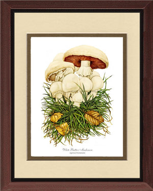 White Button Mushroom | Vintage Mushroom Art Print
