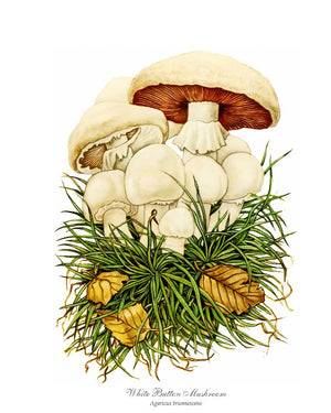 Mushroom Print: White Button Mushroom