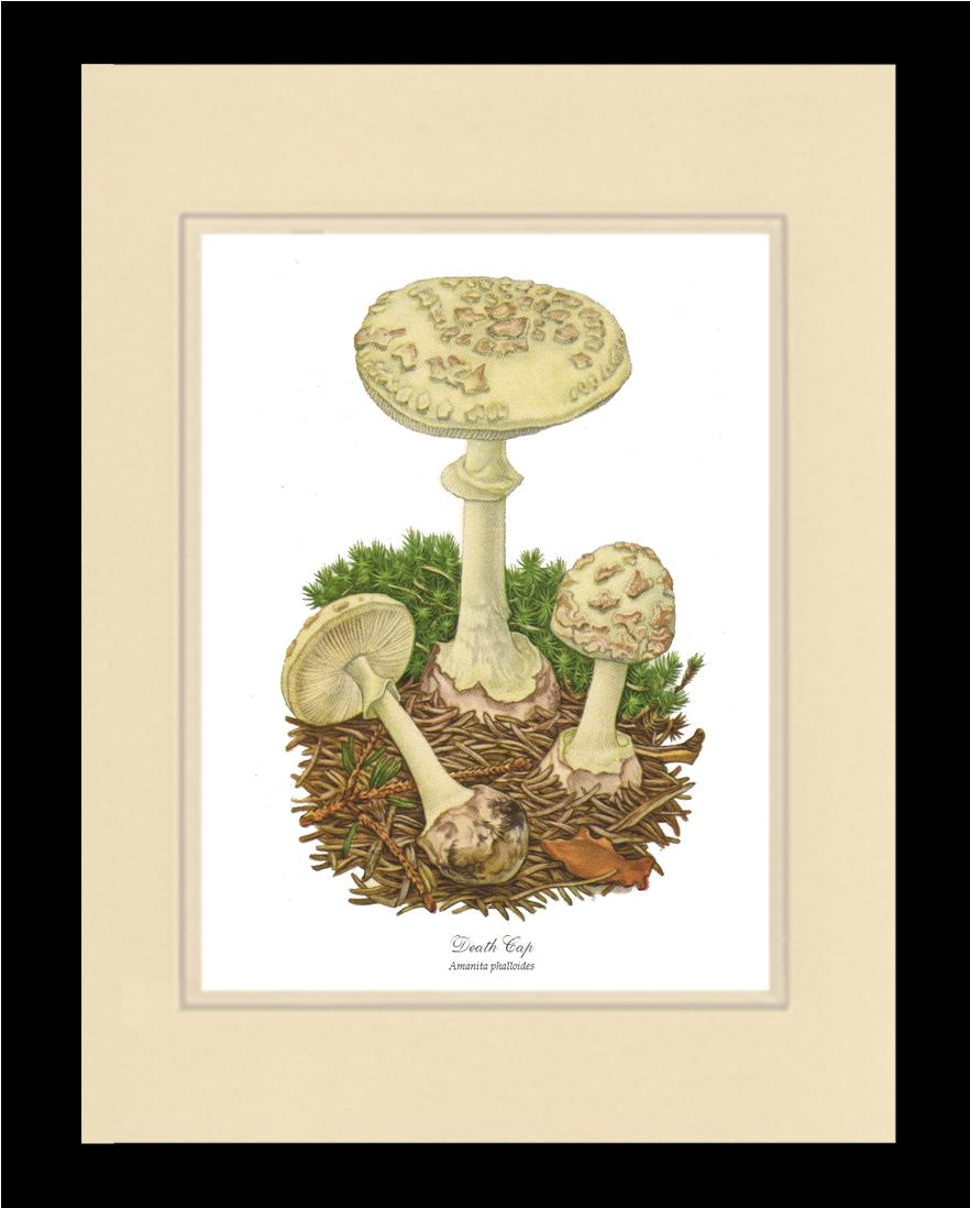 Death Cap Mushroom | Vintage Mushroom Art Print