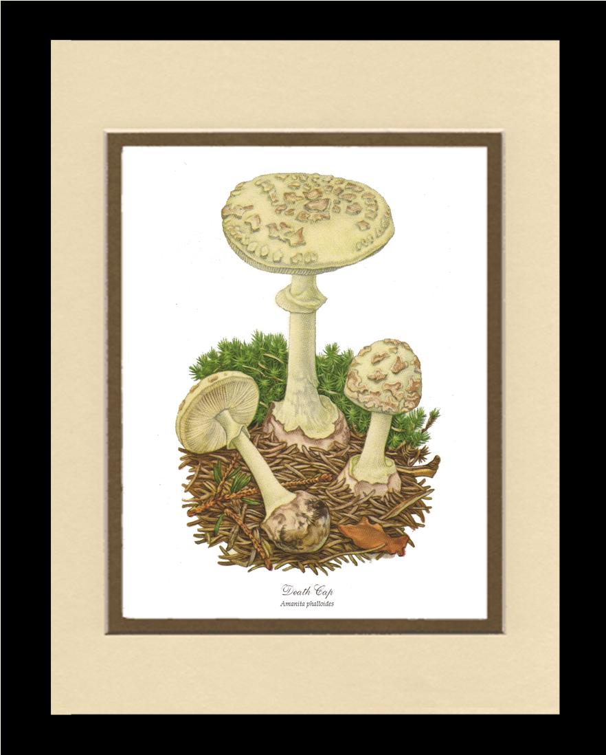 Death Cap Mushroom | Vintage Mushroom Art Print