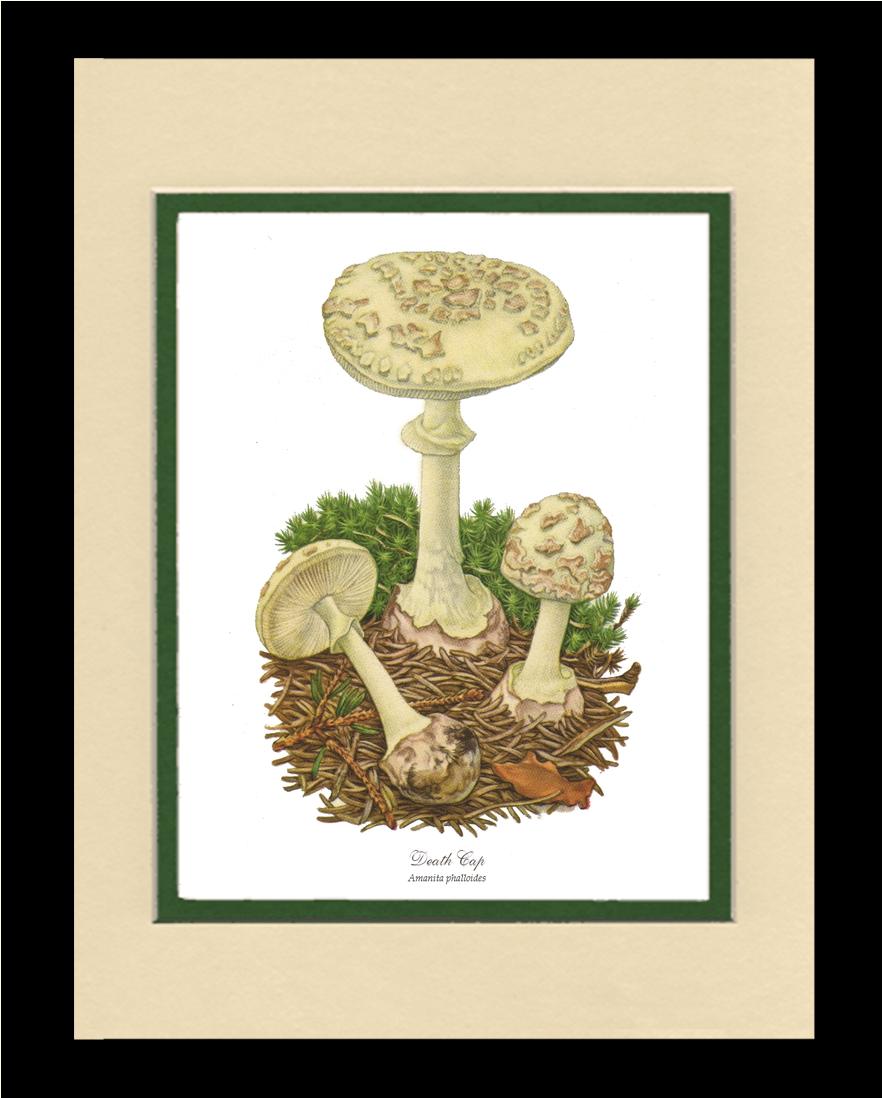 Death Cap Mushroom | Vintage Mushroom Art Print