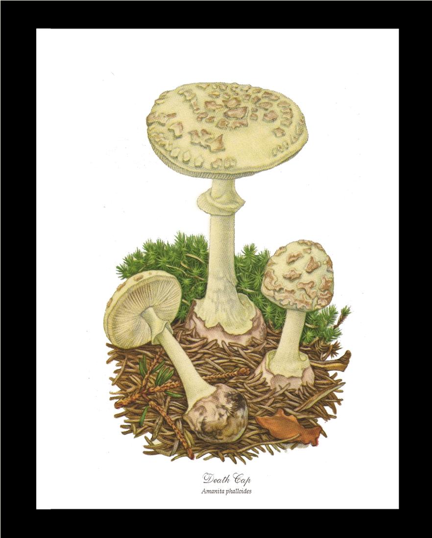Death Cap Mushroom | Vintage Mushroom Art Print