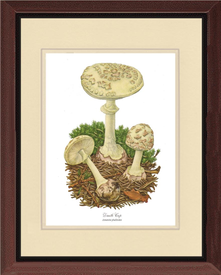 Death Cap Mushroom | Vintage Mushroom Art Print