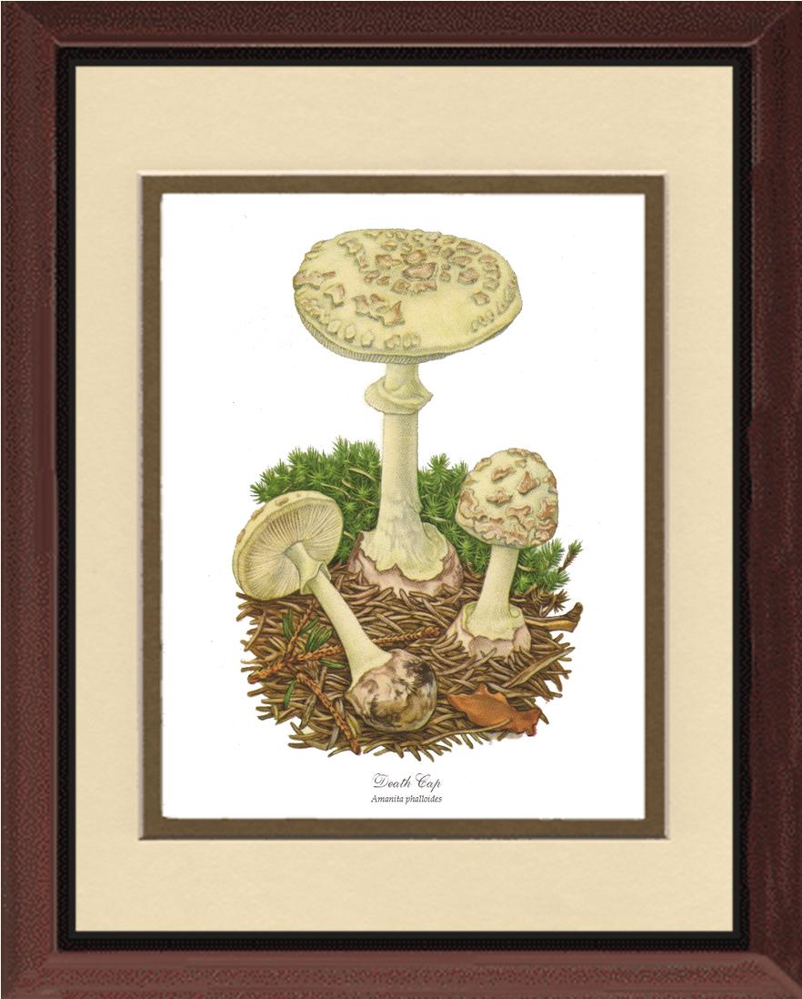 Death Cap Mushroom | Vintage Mushroom Art Print