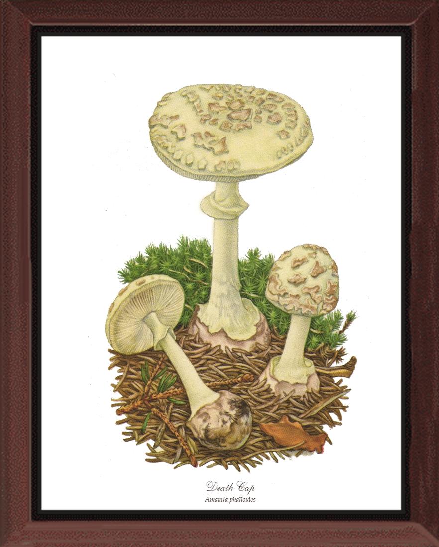 Death Cap Mushroom | Vintage Mushroom Art Print