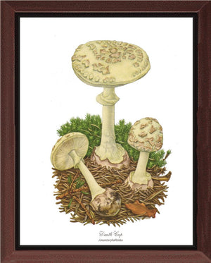 Death Cap Mushroom