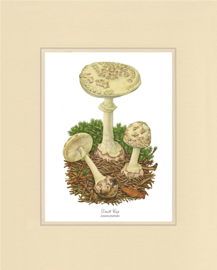 Death Cap Mushroom | Vintage Mushroom Art Print
