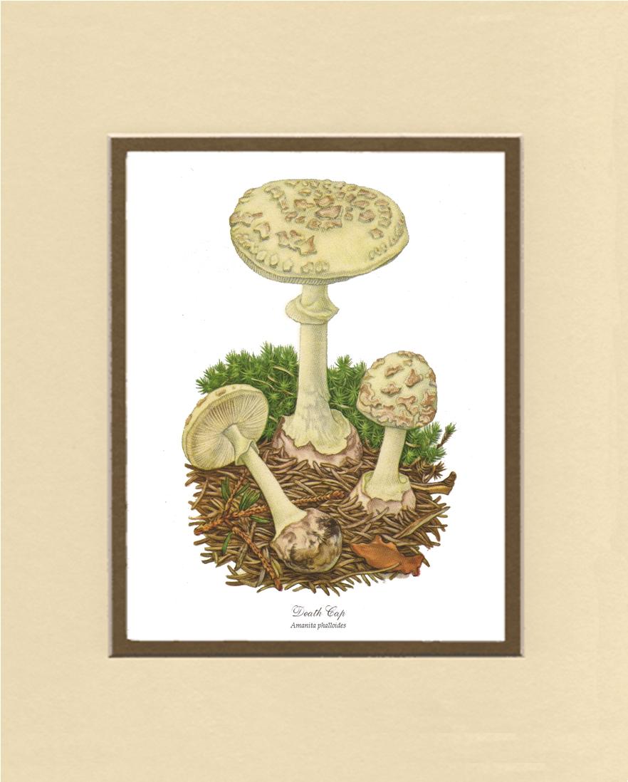 Death Cap Mushroom | Vintage Mushroom Art Print