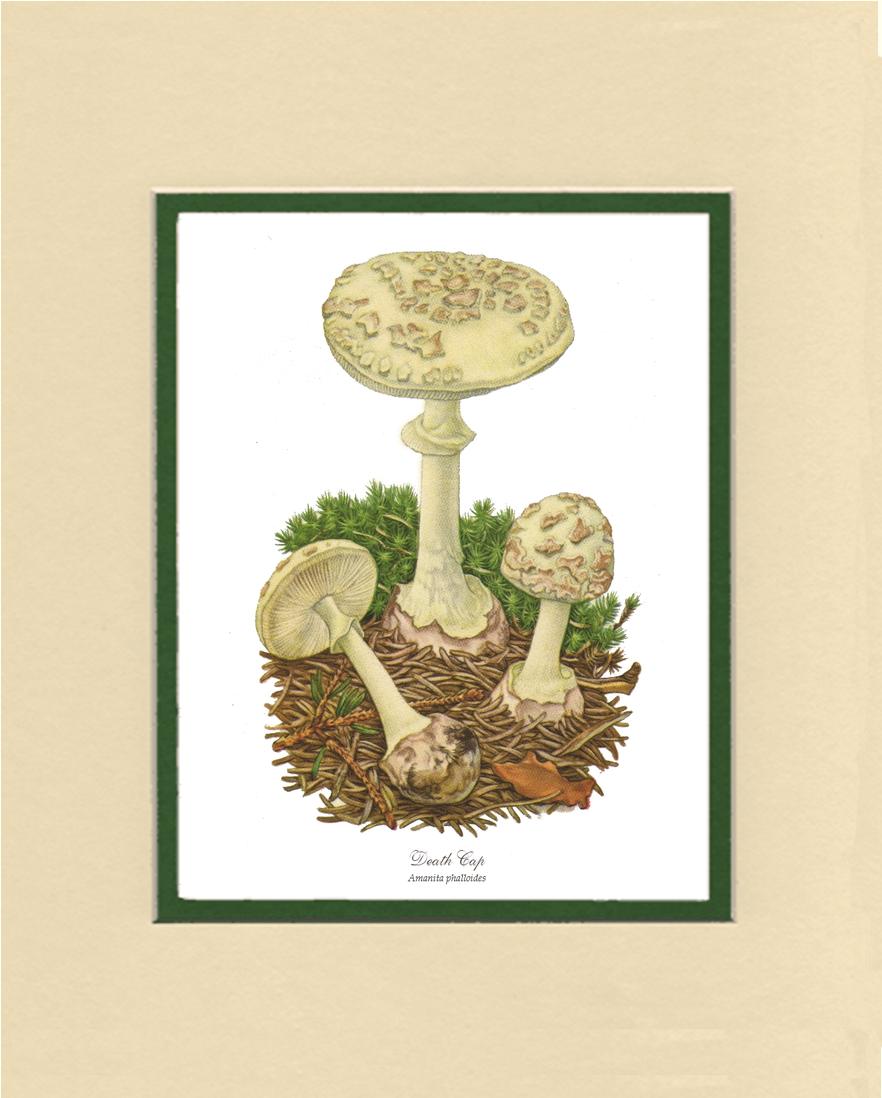 Death Cap Mushroom | Vintage Mushroom Art Print