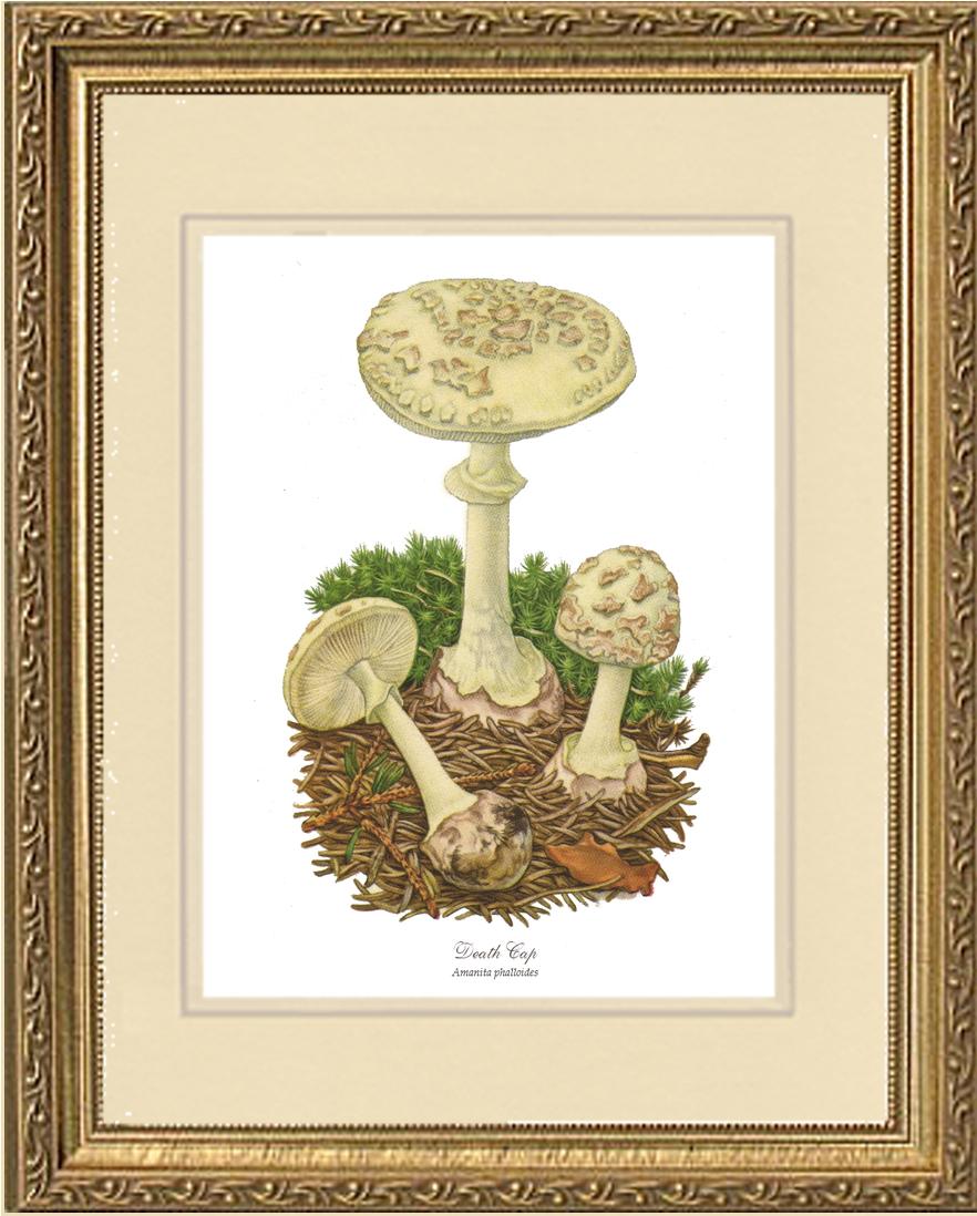 Death Cap Mushroom | Vintage Mushroom Art Print