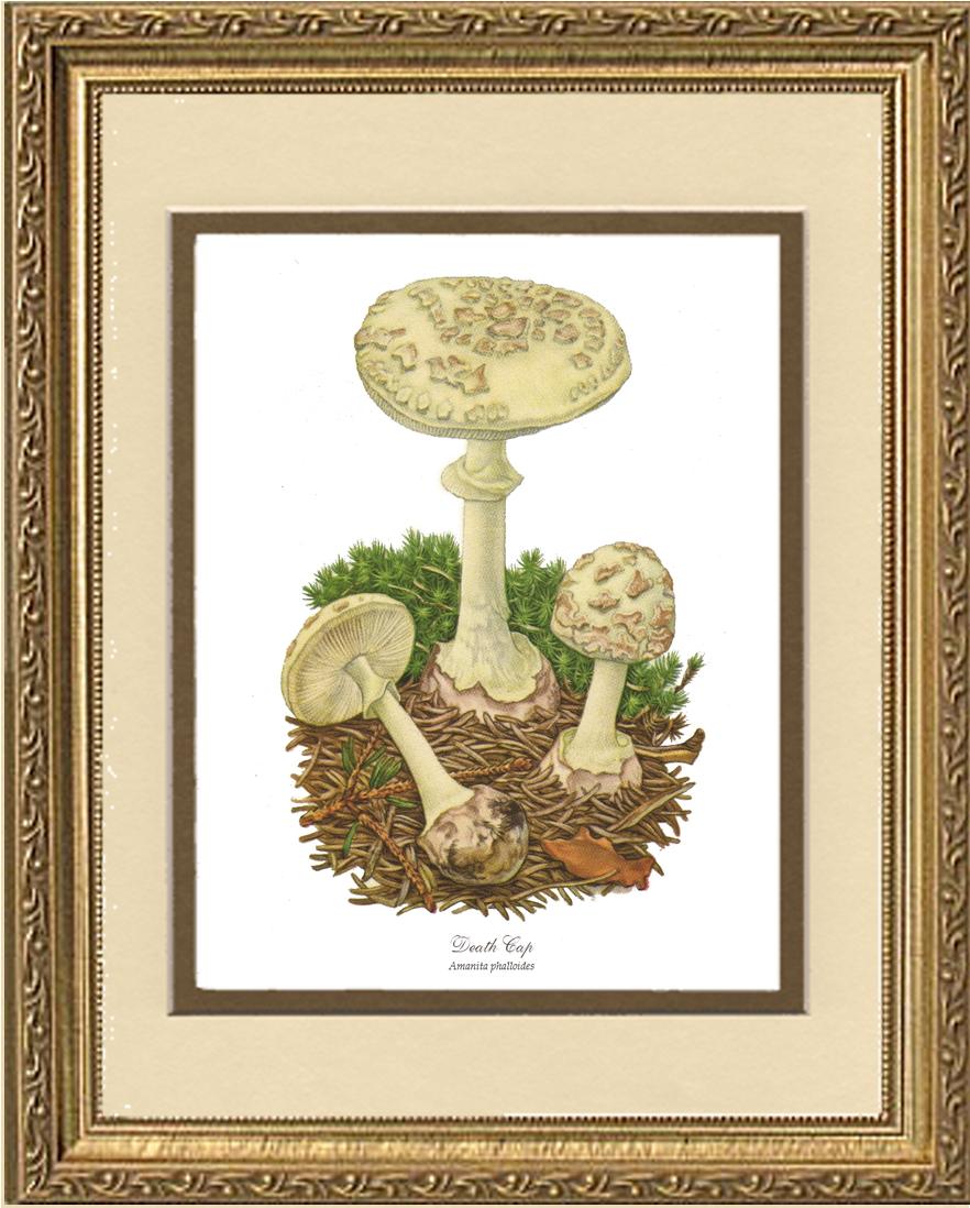 Death Cap Mushroom | Vintage Mushroom Art Print