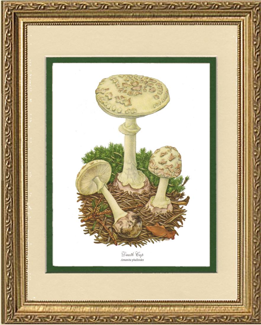 Death Cap Mushroom | Vintage Mushroom Art Print
