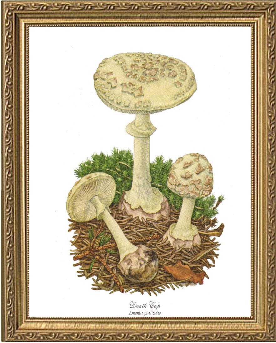 Death Cap Mushroom | Vintage Mushroom Art Print