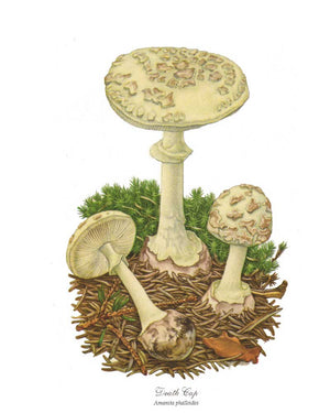 Mushroom Print: Death Cap Mushroom