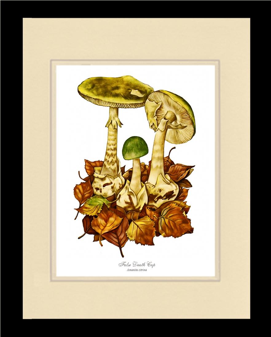 False Death Cap Mushroom | Vintage Mushroom Art Print