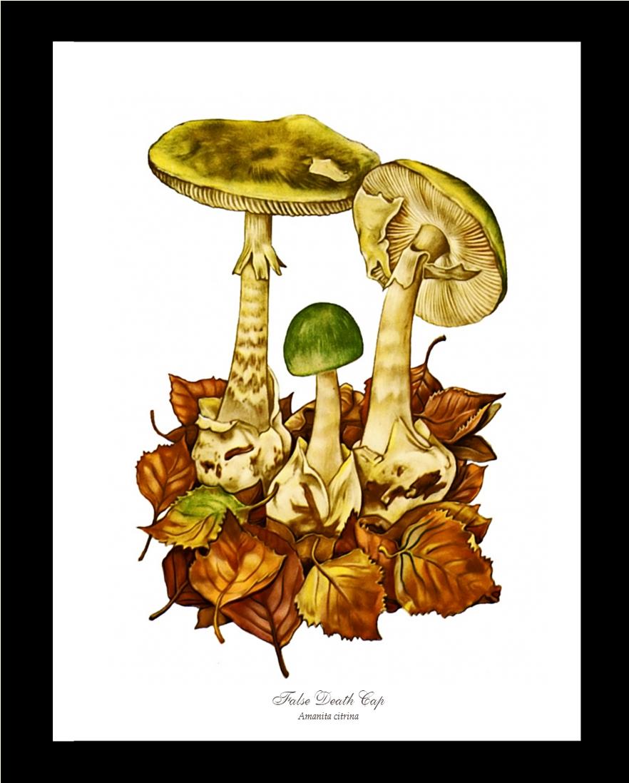 False Death Cap Mushroom | Vintage Mushroom Art Print