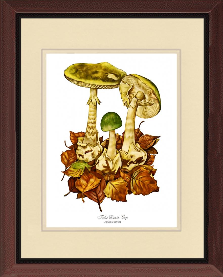 False Death Cap Mushroom | Vintage Mushroom Art Print