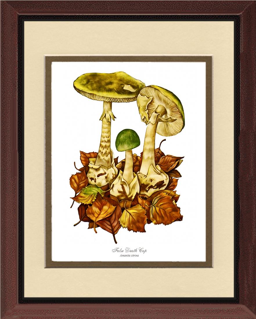 False Death Cap Mushroom | Vintage Mushroom Art Print
