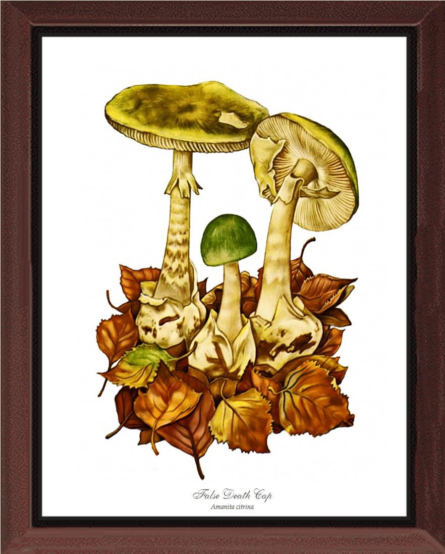 False Death Cap Mushroom | Vintage Mushroom Art Print