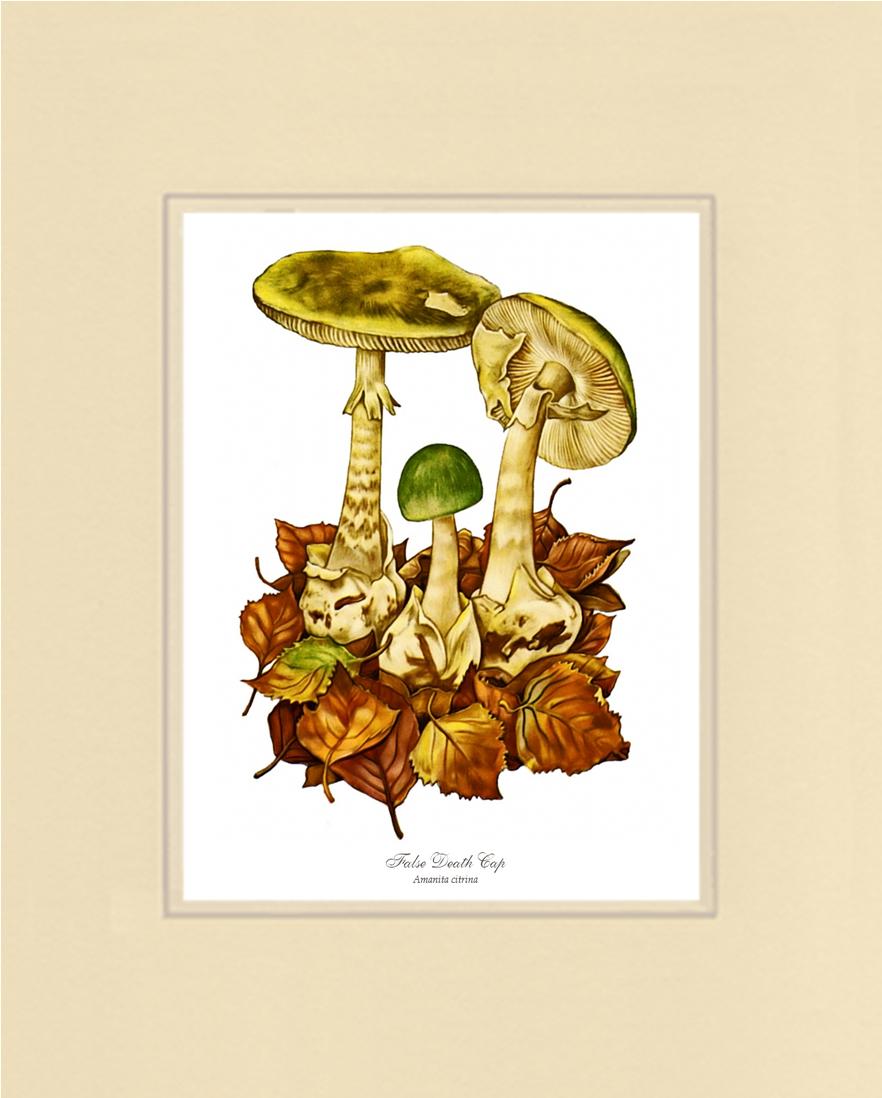 False Death Cap Mushroom | Vintage Mushroom Art Print