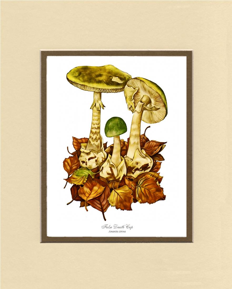 False Death Cap Mushroom | Vintage Mushroom Art Print