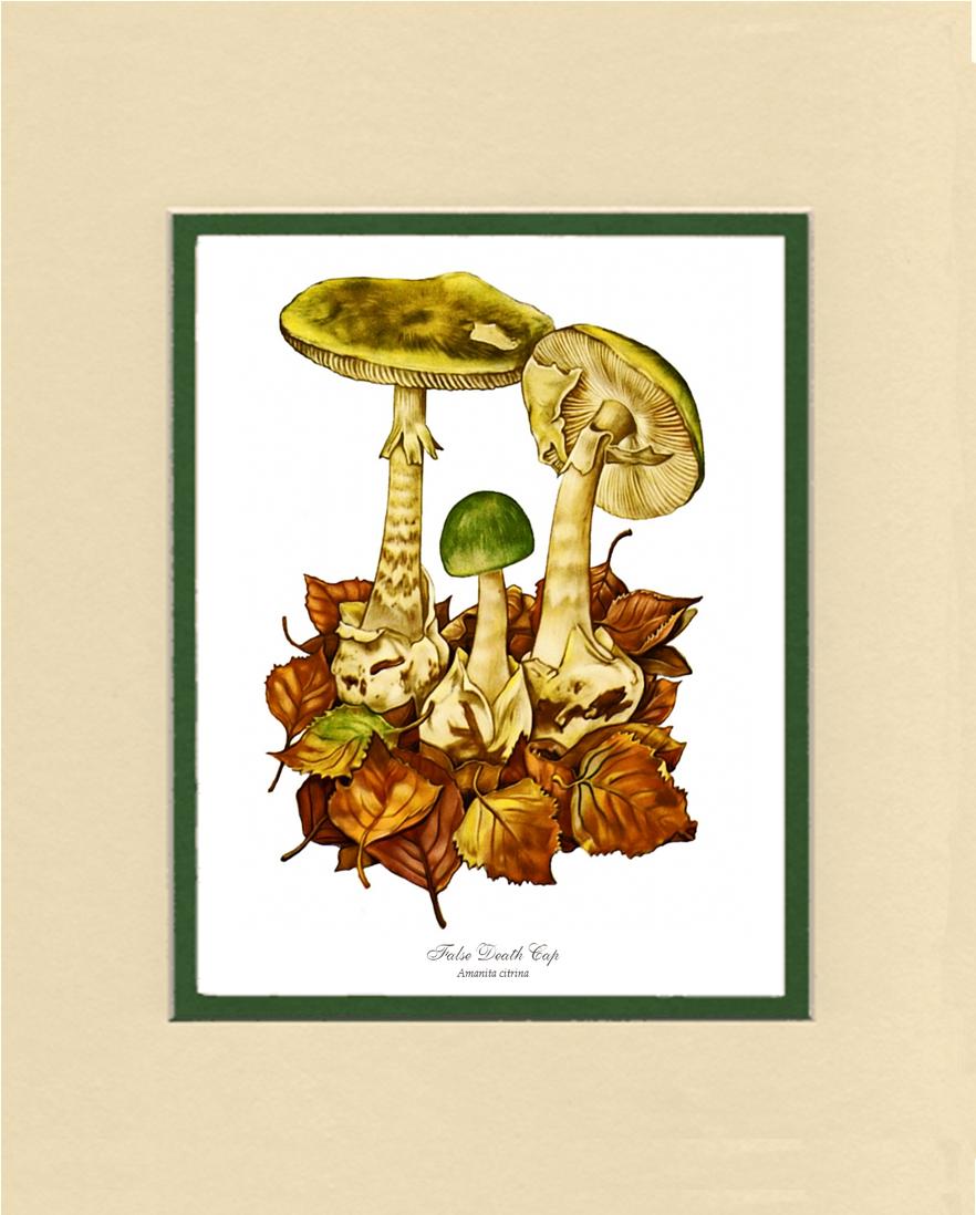 False Death Cap Mushroom | Vintage Mushroom Art Print