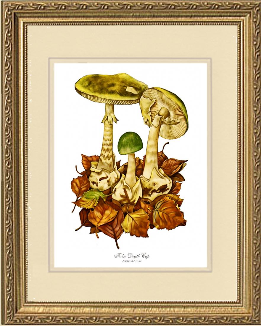 False Death Cap Mushroom | Vintage Mushroom Art Print