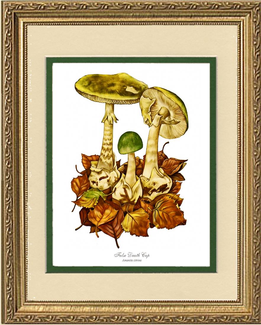 False Death Cap Mushroom | Vintage Mushroom Art Print