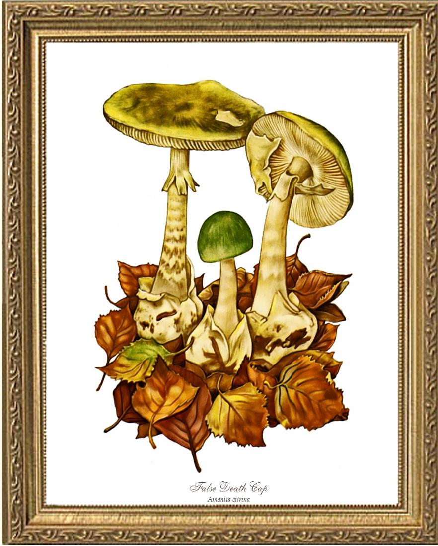 False Death Cap Mushroom | Vintage Mushroom Art Print