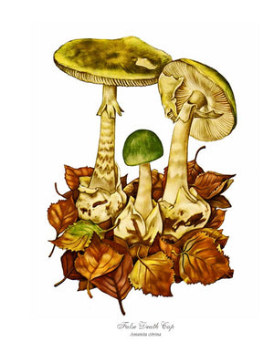 Mushroom Print: False Death Cap Mushroom