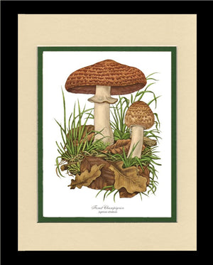 Forest Champignon Mushroom | Vintage Mushroom Art Print