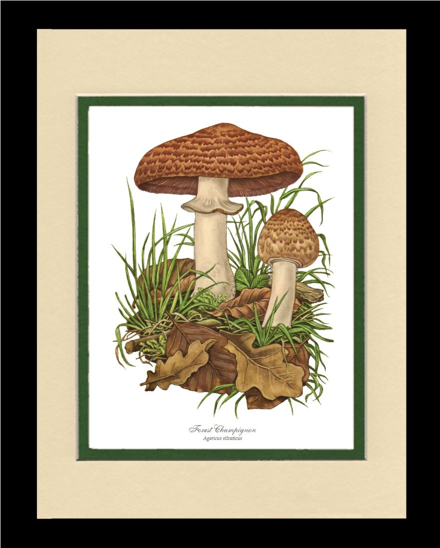 Forest Champignon Mushroom | Vintage Mushroom Art Print
