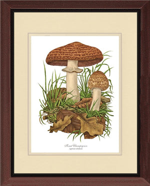 Forest Champignon Mushroom
