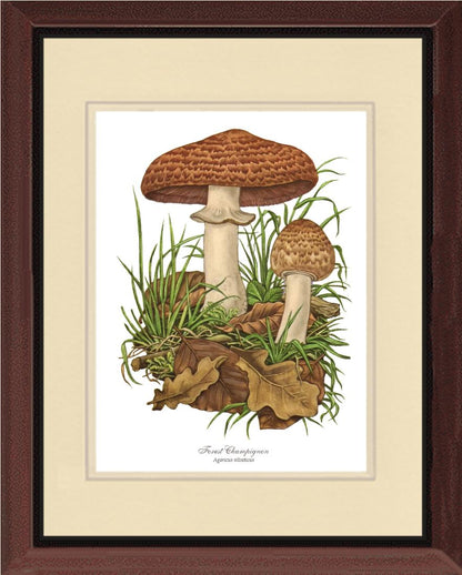 Forest Champignon Mushroom | Vintage Mushroom Art Print