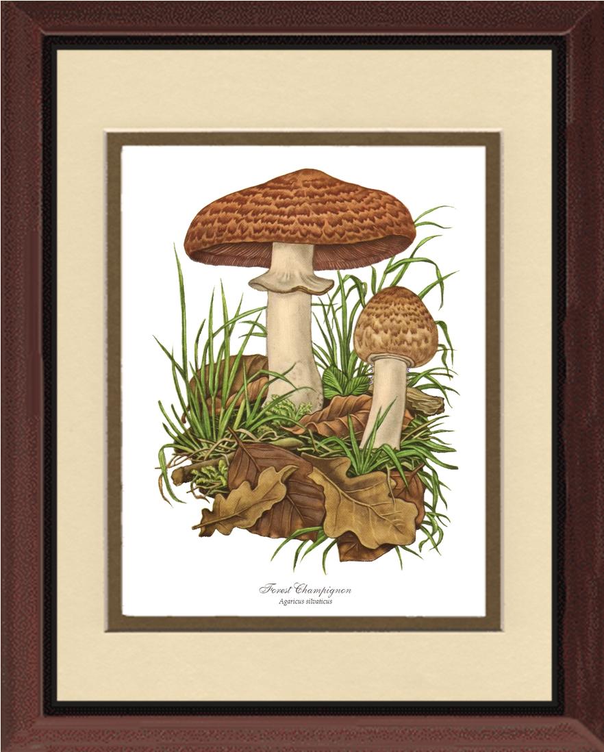 Forest Champignon Mushroom | Vintage Mushroom Art Print
