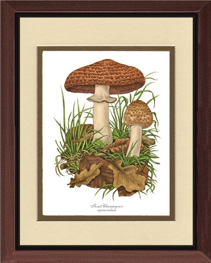 Forest Champignon Mushroom | Vintage Mushroom Art Print
