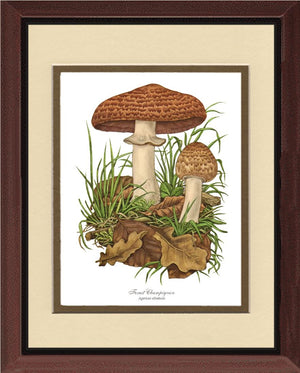Forest Champignon Mushroom | Vintage Mushroom Art Print
